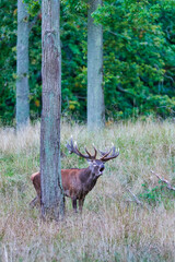 Big old red deer with huge antlers roaring between naked tree trunks with wide open eyes in the wilderness and the forrest in the blurred in the background