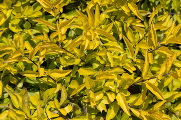 yellow flowers background