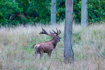 Big old red deer with huge antlers roaring between naked tree trunks in the wilderness with the forrest in the blurred in the background