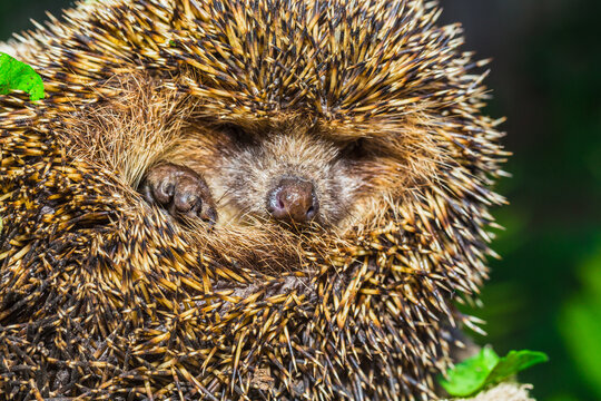 Four-toed young hedgehog, Atelerix albiventris