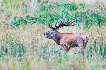 Big old red deer with huge antlers roaring while running in the wilderness