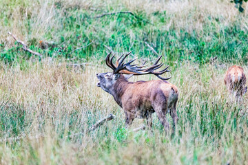 Big old red deer with huge antlers roaring in the wilderness