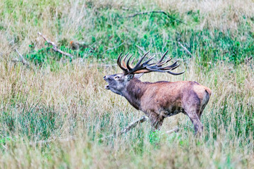 Big old red deer with huge antlers roaring while running in the wilderness