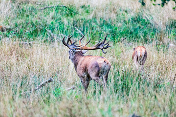 Big old red deer with huge antlers roaring in the wilderness while a hind is walking away blurred in the background