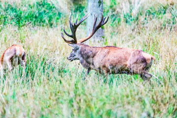 Naklejka na ściany i meble Big old red deer with huge antlers running away in the wilderness