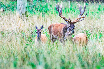 Big old red deer with huge antlers being alert of his two hinds blurred in the foreground while following them in the wilderness