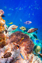 Tropical Coral Reef. © Yay Images