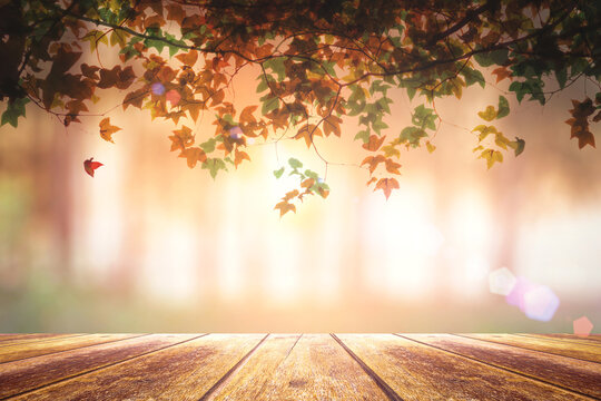 Wooden table with autumn maple leaves and blurred forest background
