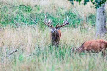 Big old red deer stag with hugh antlers watching you while his hind wilderness