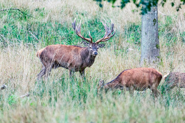 Big old red deer with huge antlers guarding one of his hinds in the wilderness