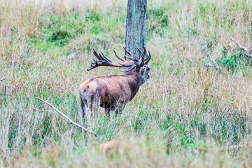 Naklejka na ściany i meble Big old red deer with huge antlers roaring in the wilderness