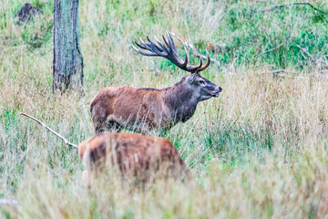 Naklejka na ściany i meble Big old red deer with huge antlers alert of his hinds in the wilderness