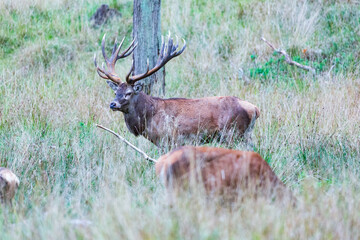 Big old red deer with huge antlers guarding one of his hinds in the wilderness