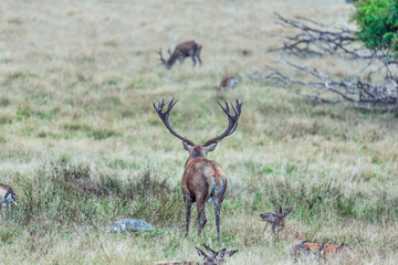 Red deer with huge antlers in the foreground watching another red deer with big antlers grassing blurred in the background