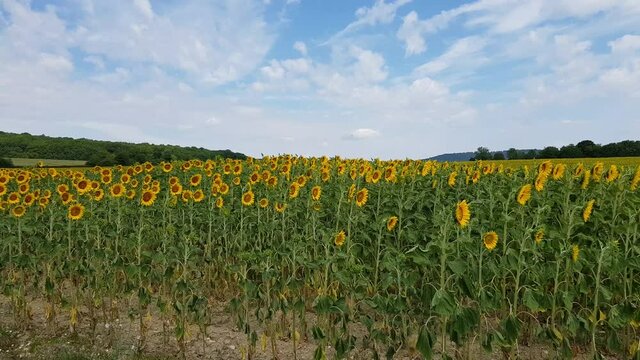 Champs de tournesol en fleurs