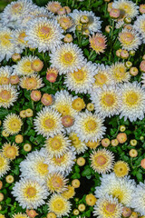 White mums or chrysanthemums with yellow flower centers blooming in garden in fall
