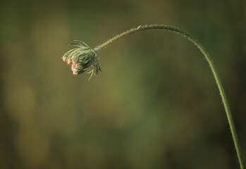 Withered plant from a plain
