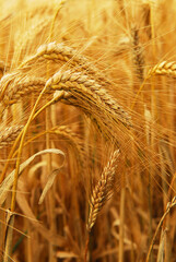 Wheat © Yay Images