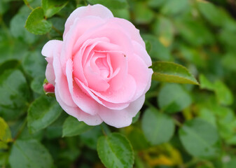 Delicate pink rose among greenery on a flowerbed in rain drops, macro photo, selective focus, horizontal orientation.