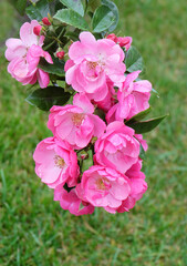 Lush branch of small climbing pink roses on a background of green grass in drops of rain, macro photo, selective focus, vertical orientation.