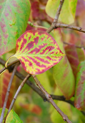 Colorful autumn lilac leaves on a branch, autumn background for banner, poster, postcard and other designs.