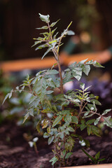 tree in the garden of the garden