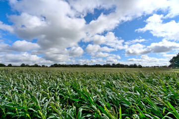 Corn field in the north of France (Brittany) under autumn sky after wind storm