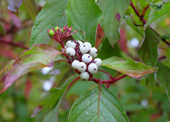 Ornamental dogwood shrub, Córnus álba with white berries, macro photo, selective focus, horizontal orientation.