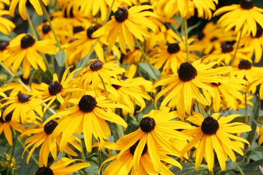 Echinacea paradoxa, yellow coneflowers