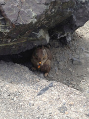 A squirrel with a snack hiding under a big boulder