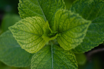 planta con brotes de hortencia en la naturaleza 