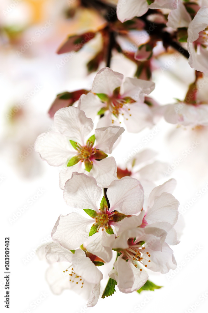 Poster pink cherry blossom