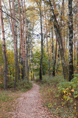 Path in the autumn wood