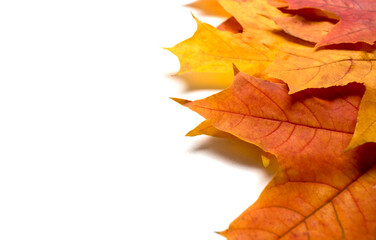 Autumn leaves isolated on white background