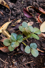 leaves on the ground