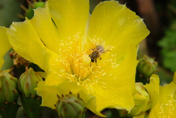 Cactus Opuntia 1 © Yay Images