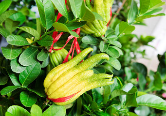 Buddha's hand plant