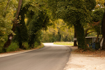 Fototapeta na wymiar country road in autumn
