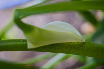 Obraz premium primer plano de planta y flor de cala zanteschia o lirio de agua argentina
