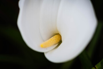 primer plano de planta y flor de cala zanteschia o lirio de agua argentina