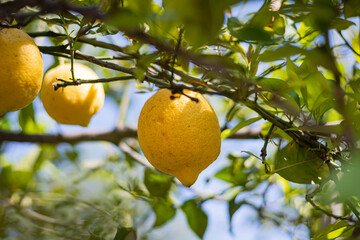 árbol de limón con azahar brotes