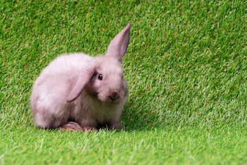 Adorable little grey rabbit sitting on artificial green grass. Newborn fluffy bunny cute on the...