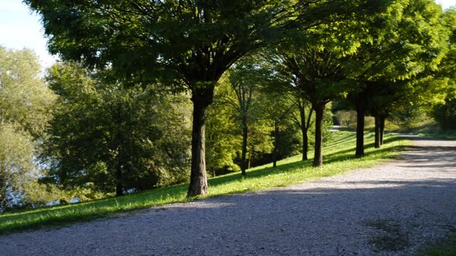 Alberi al parco in riva al lago