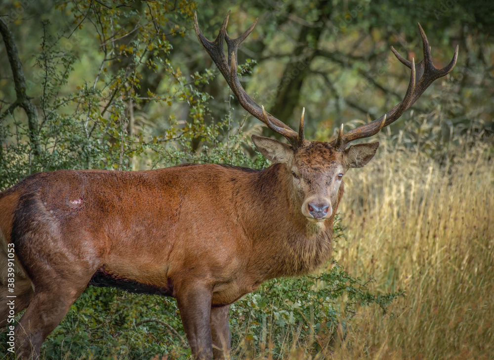 Poster alert 14 point red deer imperial stag with its head turned looking directly at the camera