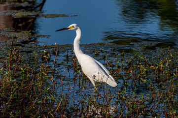 Snowy Egret Standing Upright 