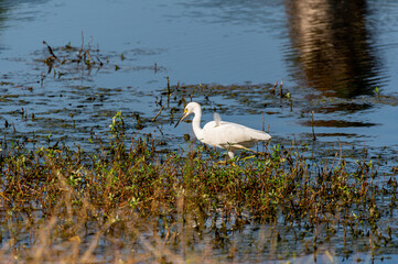 Snowy Egret Crouching