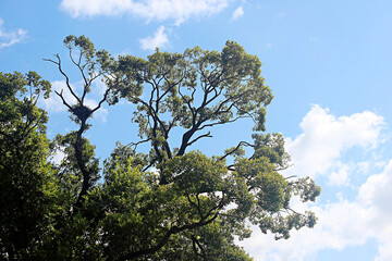 Obraz premium 나무가지 