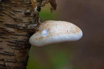 Birch Polypore