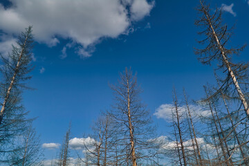 Bare trunks of fir trees in the forest after the fire against the blue sky.