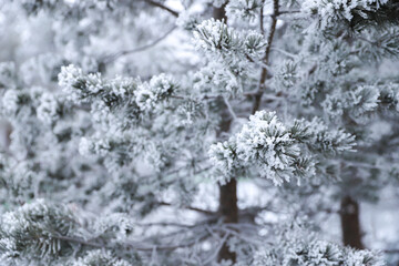 A snowy branch of pine or fir tree with blur background